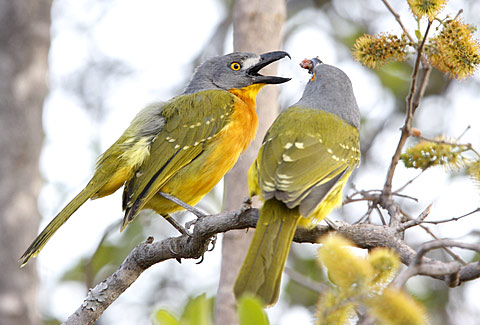 Grey-headed Bush-shrike